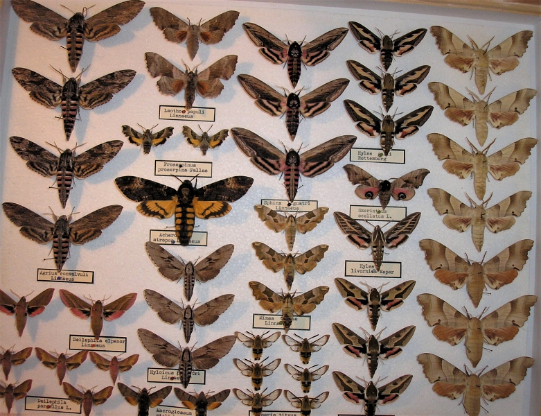Könnyű szárnyakon – Dr. Kartal Béla lepkegyűjteménye a természetvédelem tükrében